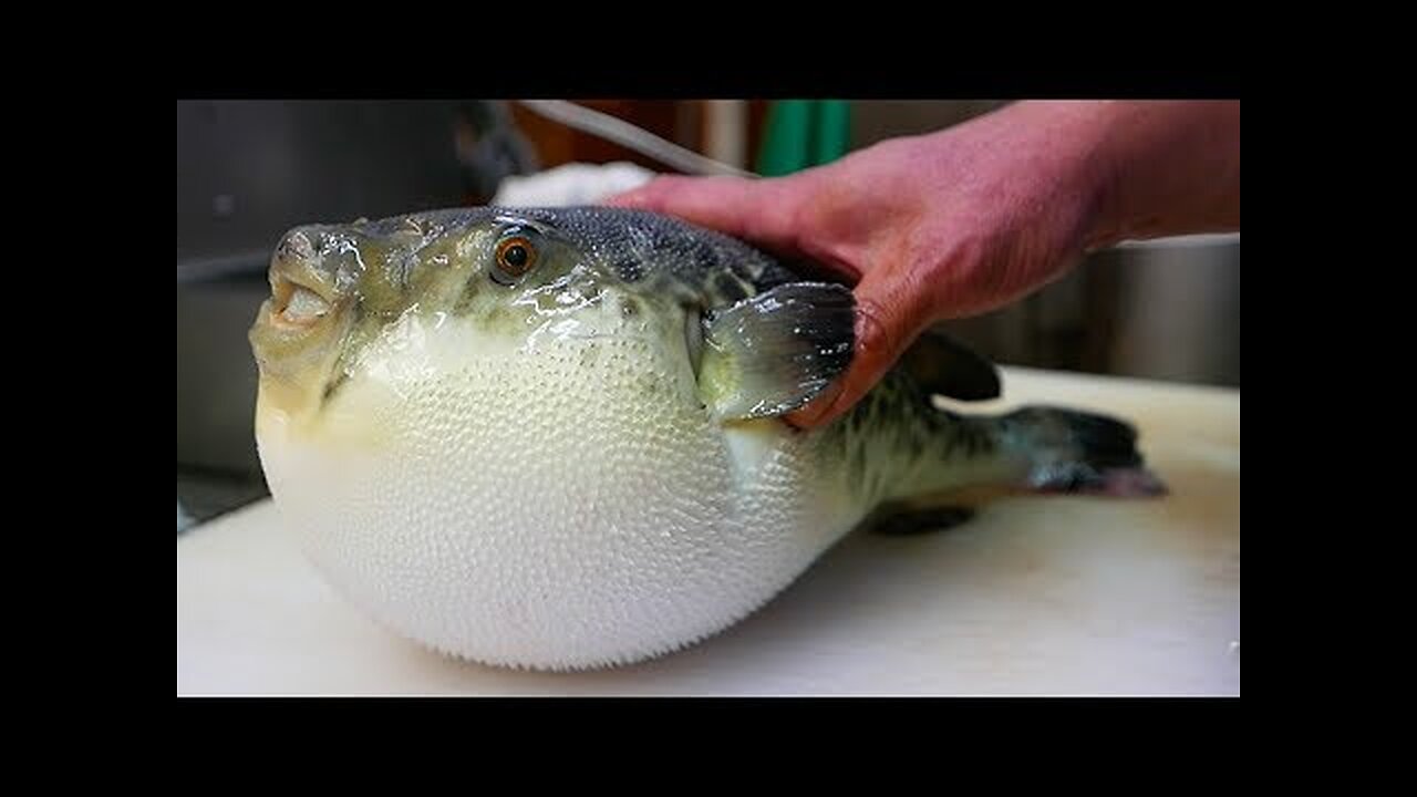 Japanese Street Food - LIVE FUGU PUFFERFISH Puffer Fish Japan