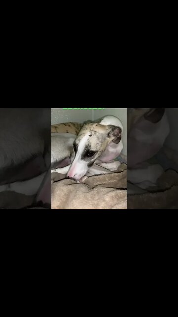 [Shorts 0105] EBENEEZER [#dogs #doggos #doggies #puppies #dogdaycare]