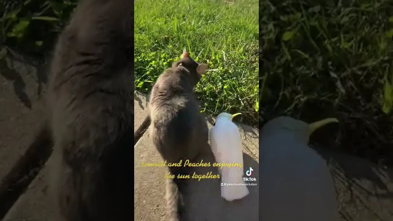 Everett and Peaches the #cockatoo enjoy the sun #cutepets #parrot #shorts #cockatoo #birdshorts #cat