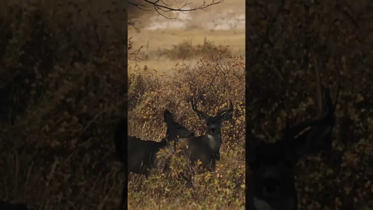 FULL DRAW on Big Mature Mule Deer!! (Close Spot and Stalk encounter!)