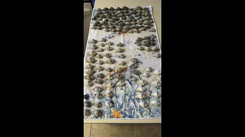 Beach Finds Week Of 12/16/2023 Part 2! #FYP #BeachTreasures #Seashell #HorseConch #KingsCrownConch