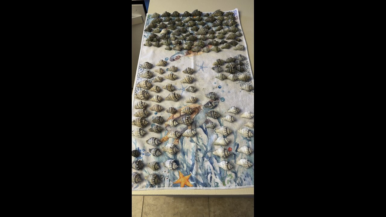 Beach Finds Week Of 12/16/2023 Part 2! #FYP #BeachTreasures #Seashell #HorseConch #KingsCrownConch