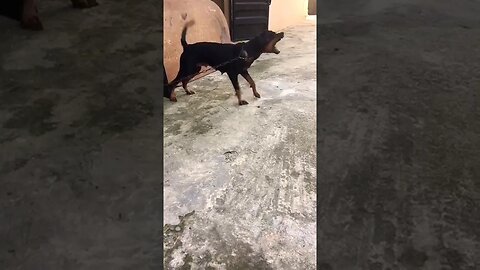 Rottweiler dog Barking #shorts #rottweiler