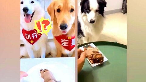 That's what happened after watching the dog cut the birthday cake