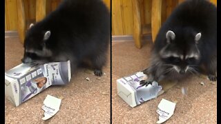 Raccoon and box