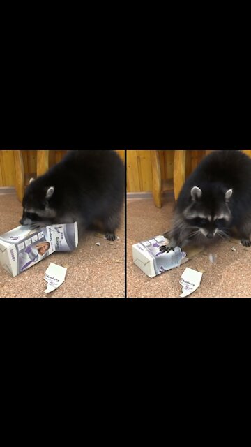 Raccoon and box