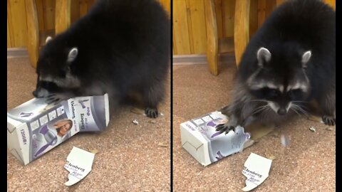 Raccoon and box