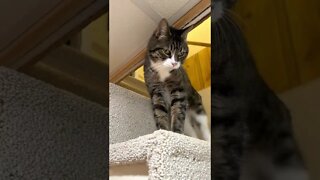 Adorable Cat Compilation with Jinx