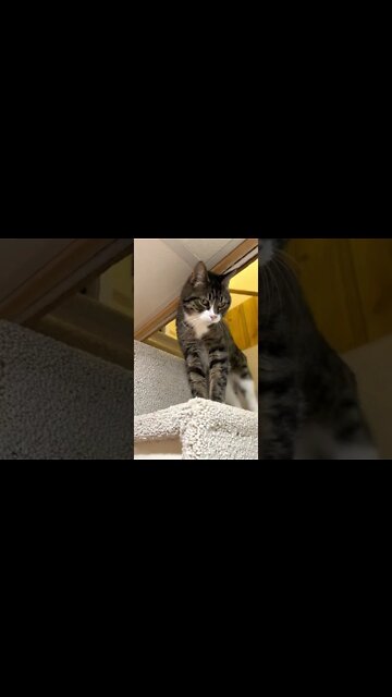 Adorable Cat Compilation with Jinx
