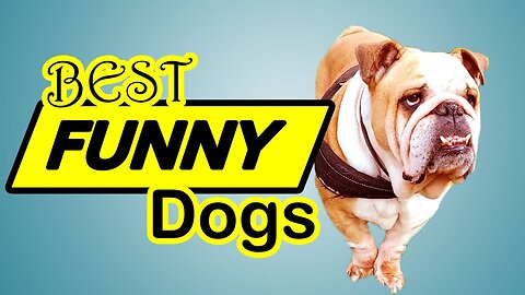 funny and cute pet dog HD video funny animal ever