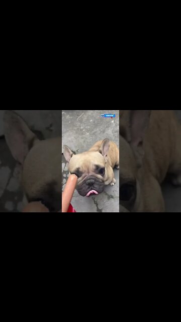 The breakfast dog named pos was saved and adopted by me for 3 months #shorts #dog #rescue #vlog