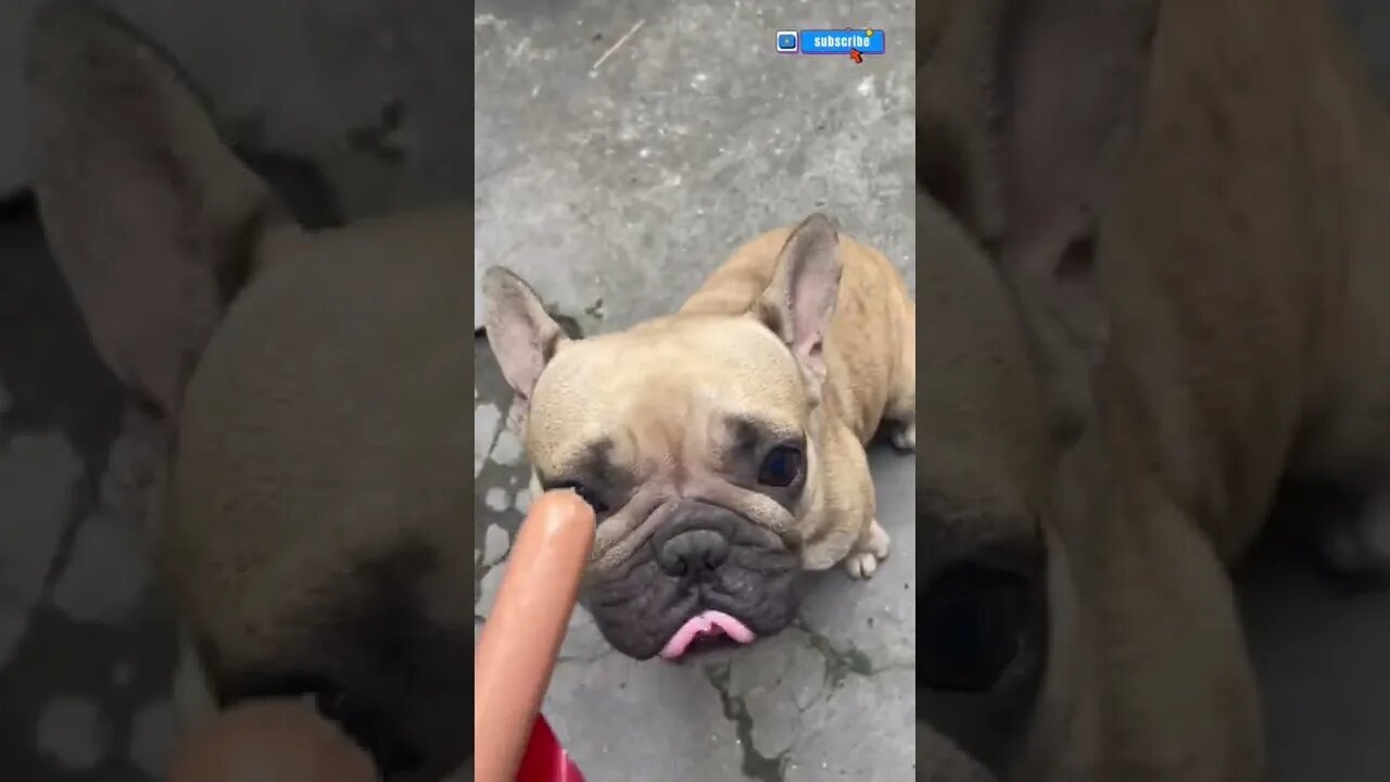 The breakfast dog named pos was saved and adopted by me for 3 months #shorts #dog #rescue #vlog