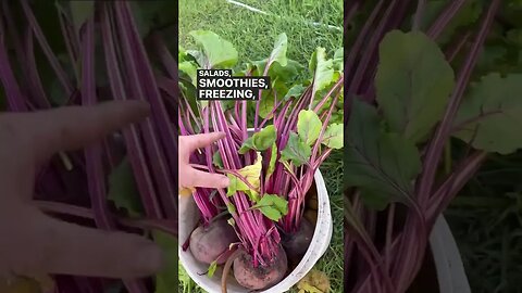 Grocery Shopping In The Garden #gardenharvest #zone3gardening #gardensupper