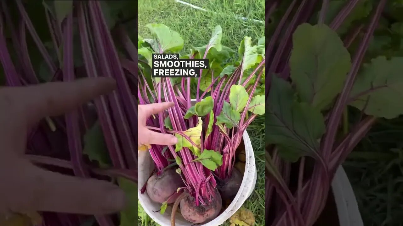 Grocery Shopping In The Garden #gardenharvest #zone3gardening #gardensupper