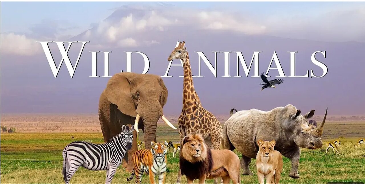 World animals