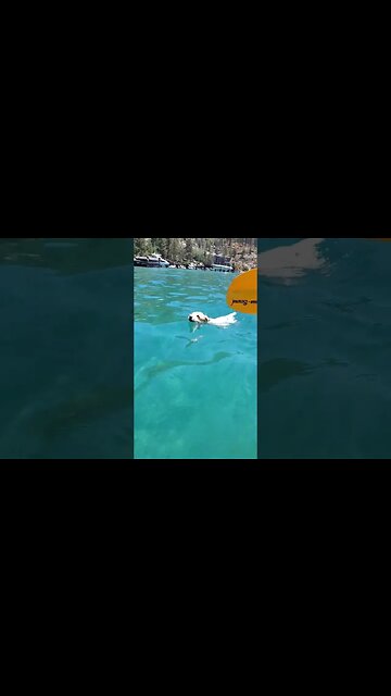 Ares swims with ease in open water