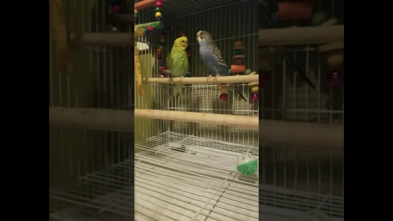 Budgies Dance To Encanto 💖 #shorts #youtubeshorts #animallover #parrots #budgies