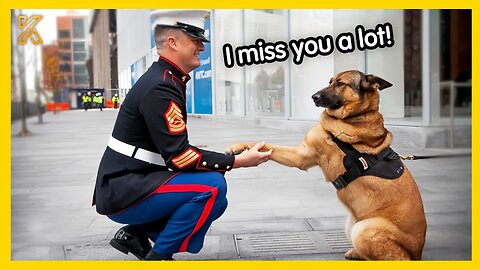 🐕 FULL Most Heartwarming Animals Reunion with Their Owners 💘 That Will Tug at Your Heartstrings