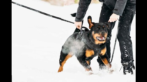 How To Make Dog Become Aggressive Instantly To Strangers