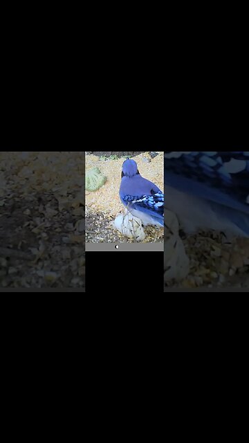 Blue Jay 🐦Up Close 👀#cute #funny #animal #nature #wildlife #trailcam #farm #homestead #birds #bird