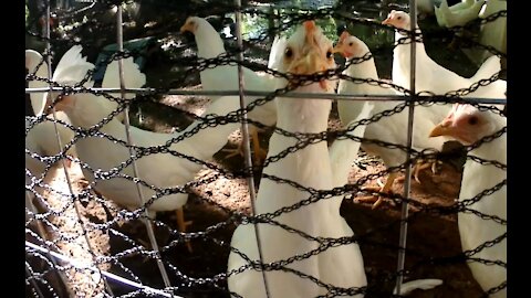 Leghorn Chickens with Lettuce on a Rope While Ducks Laugh