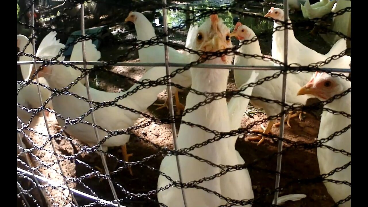 Leghorn Chickens with Lettuce on a Rope While Ducks Laugh