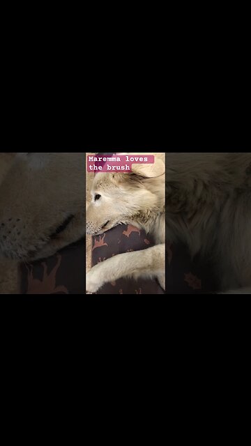 Dog loves being brushed #maremma #livestockguardiandog