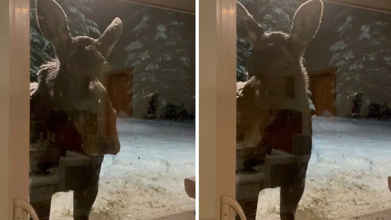 Moose casually hangs out at people's backyard for eight hours