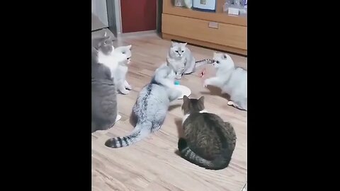 Best Funny Animal Videos 2022