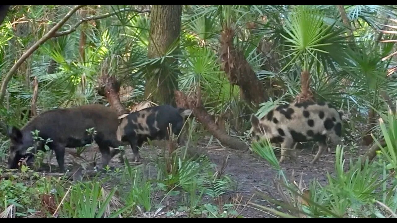 What It's Like Hunting In Florida. Snakes in the Ground Blind! Successful Bowhunt For Hogs!