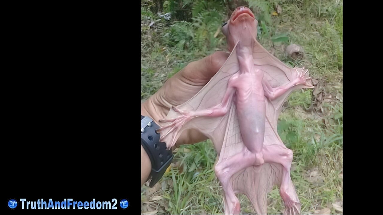 What creature is this?