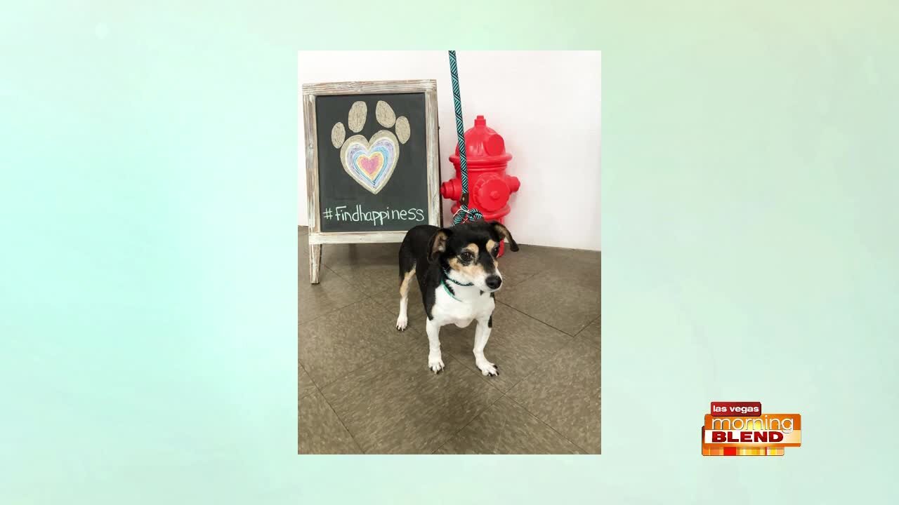 PICK OF THE LITTER: Izzy