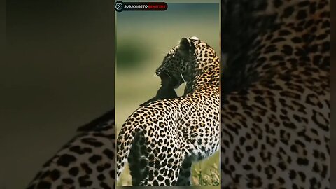 Leopard hunting a mongoose from his den