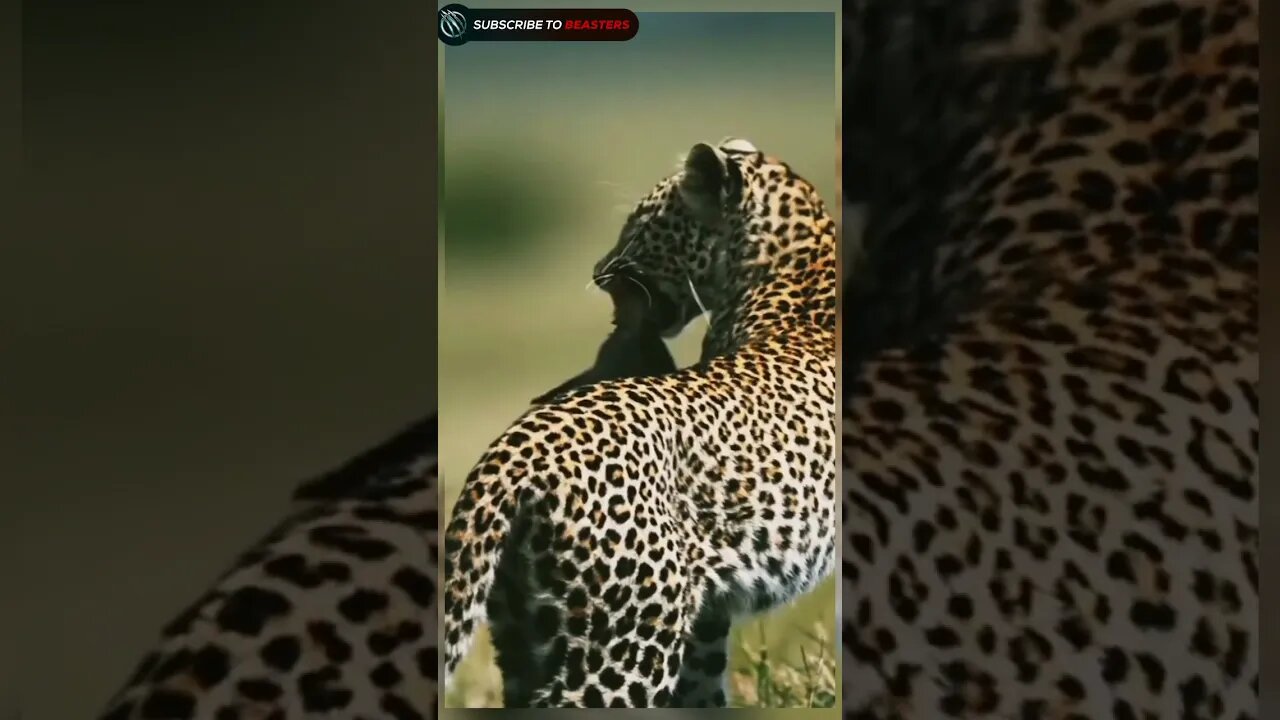 Leopard hunting a mongoose from his den