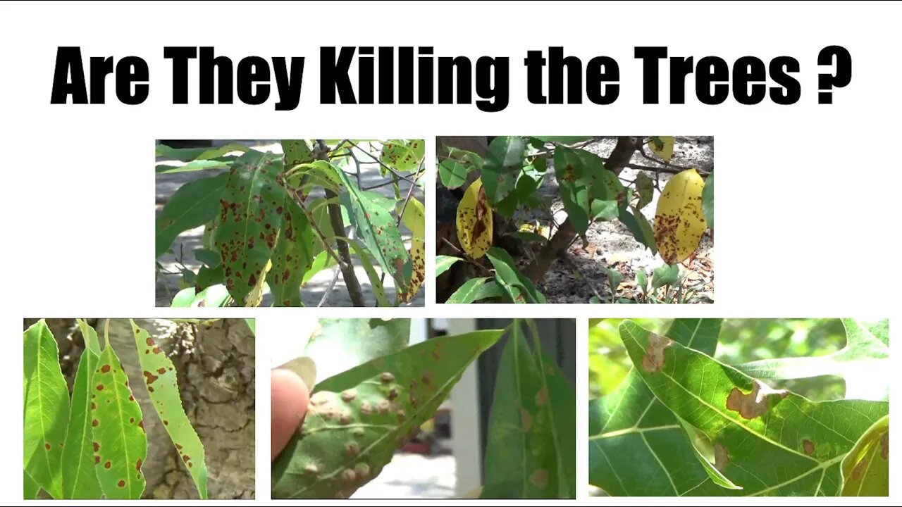 Are They Killing The Trees?