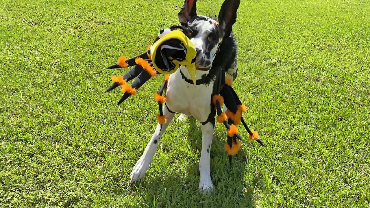 Great Danes Have Fun As Halloween Spider and Bumble Bee