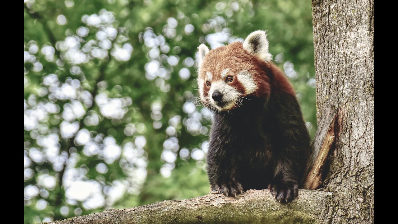 Adorable Red Panda (Compilation)