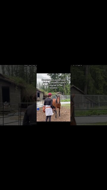 Consent-based Hoof Handling With a Mustang