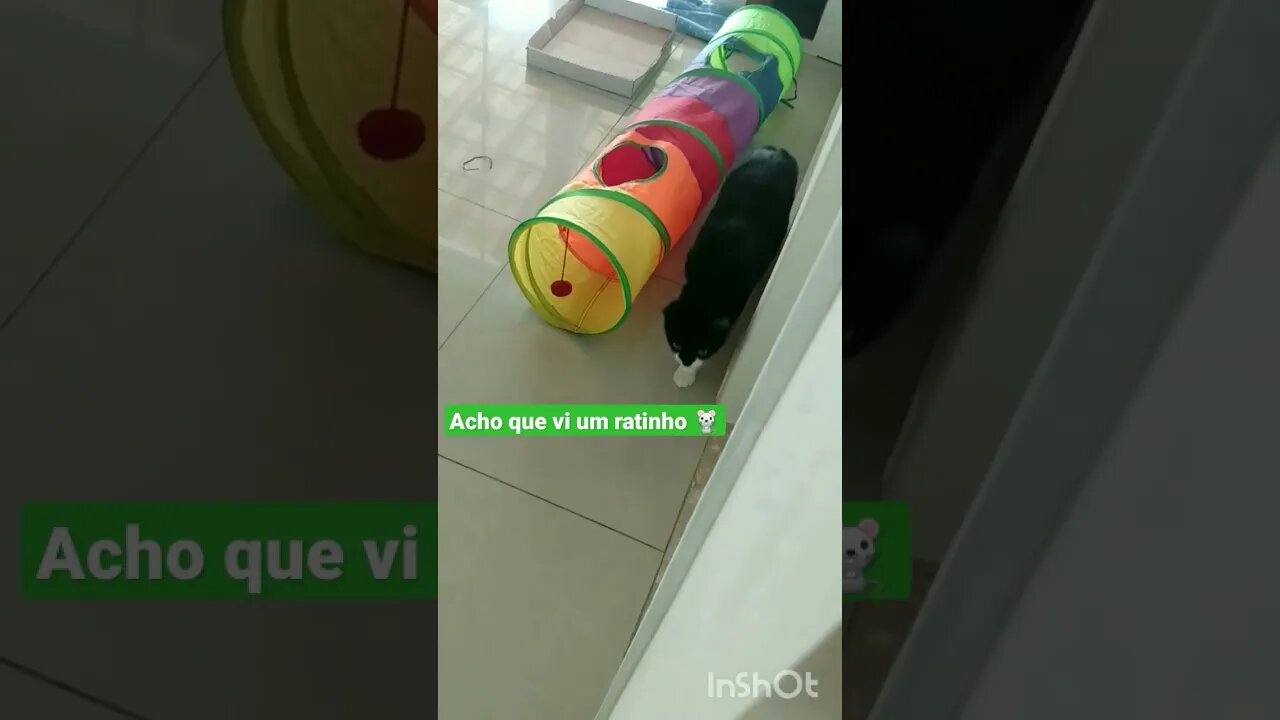 Gato brincando com o ratinho Jubileu de borracha. Gato Bartolomeu Tunico engraçado 😸😸