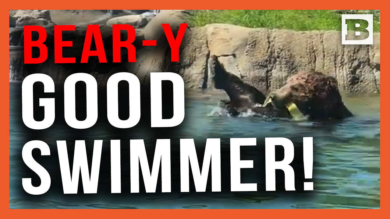 Bear-y Good Swimmer! Oakland Zoo Bear Shows Off in Early Morning Dip