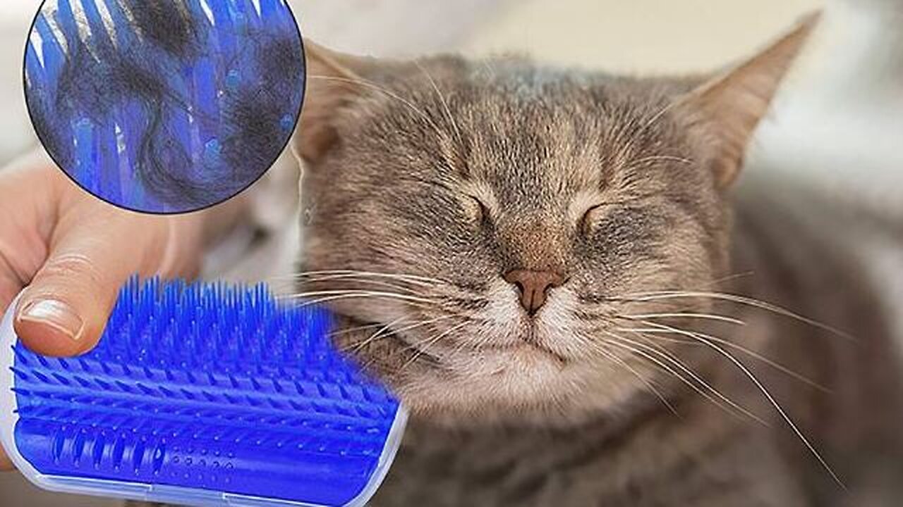 Corner Cat Massage Self Groomer Comb Brush