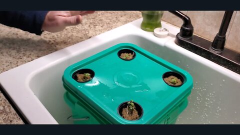 Kratky Hydroponics