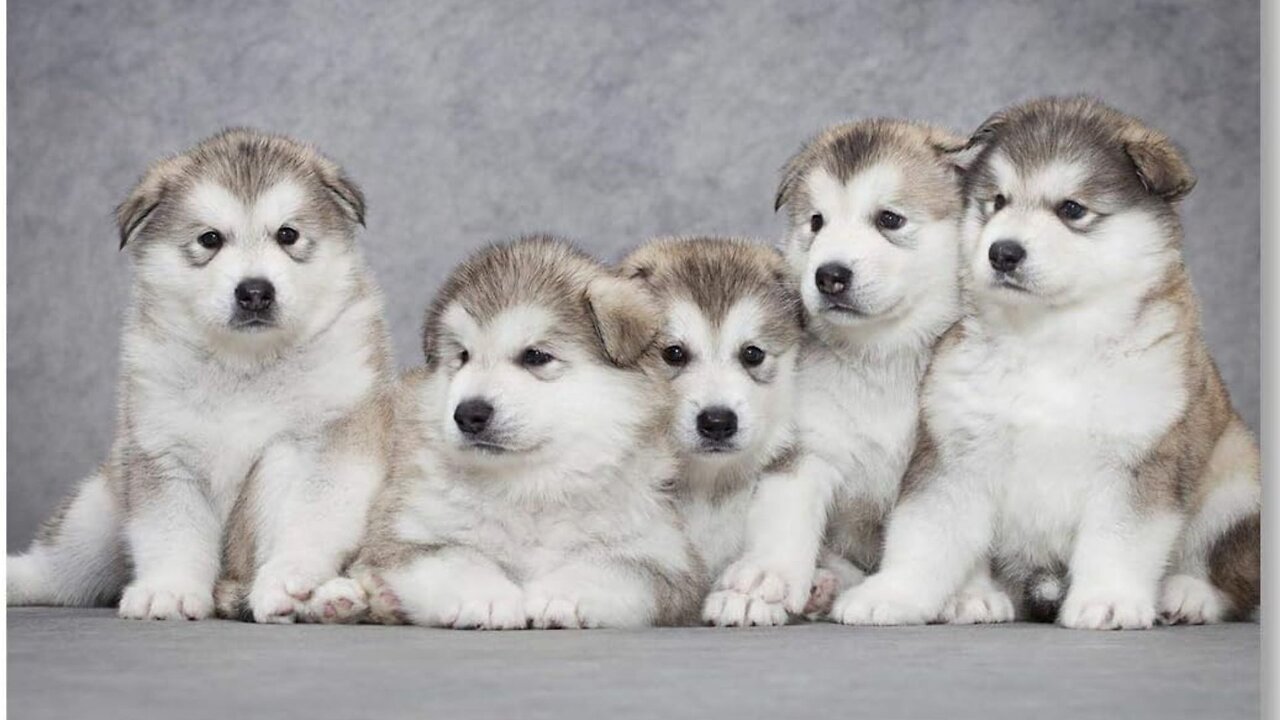 Cute Alaskan malamute puppies