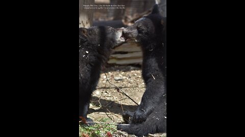 Photographer & Videographer ©Dawn L. Brown Sole Proprietor dba A Bears Second Chance