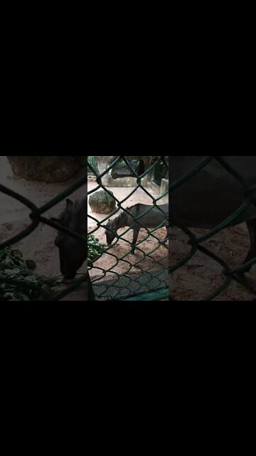 This Horse is eating leaves. But I'm still not sure of its a horse or a donkey. 😁