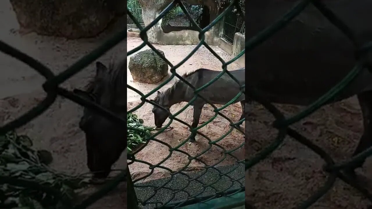 This Horse is eating leaves. But I'm still not sure of its a horse or a donkey. 😁