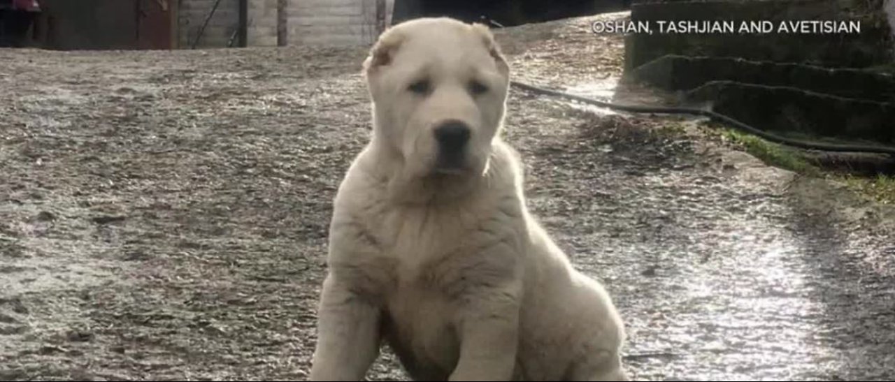 Puppy dies on overseas flight