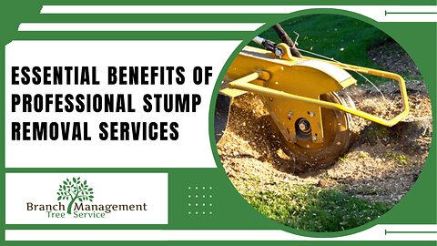 Expert Stump Removal and Grinding Services