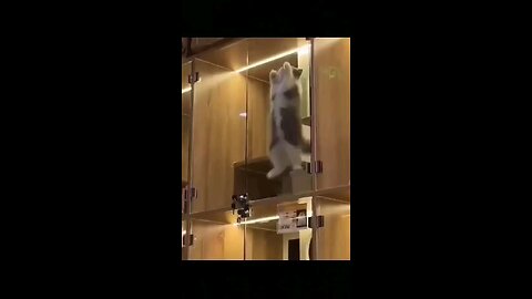 cute__and_Funny__cat🤣🤣😂