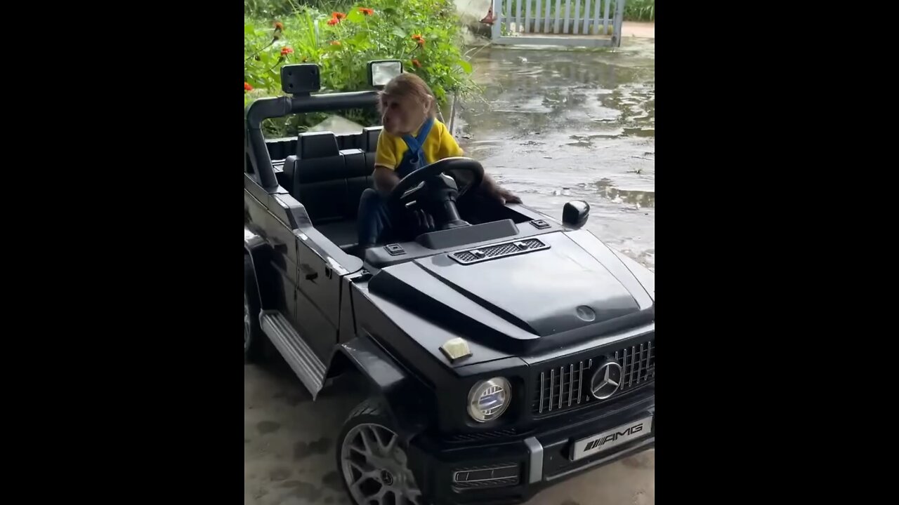 monkey. Driver